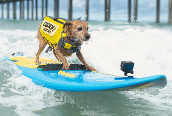 MTB Surf Dog 2023